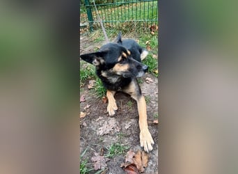 Goofy – der charmante kleine Wirbelwind Goofy – der charmante kleine Wirbelwind