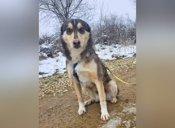 Schäferhund-Mix Rex 49cm geb. 09/2021 sucht eine liebe Familie