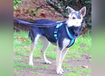 Chimera ist eine Famienhündin, wartet in Lauenau bei Hannvoer