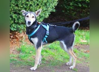 Chimera ist eine Famienhündin, wartet in Lauenau bei Hannvoer