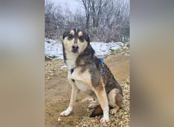 Schäferhund-Mix Rex 49cm geb. 09/2021 sucht eine liebe Familie