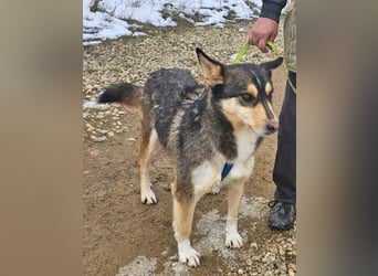 Schäferhund-Mix Rex 49cm geb. 09/2021 sucht eine liebe Familie
