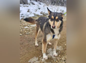 Schäferhund-Mix Rex 49cm geb. 09/2021 sucht eine liebe Familie