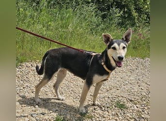 Chimera ist eine Famienhündin, wartet in Lauenau bei Hannvoer