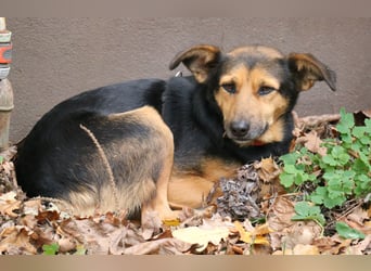 Valeska 47cm geb. 05/2020 eine tolle Familienhündin wartet in 31582 Nienburg Valeska 47cm geb. 05/2020 eine tolle Familienhündin wartet in 31582 Nienburg
