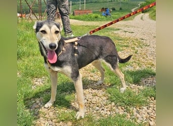 Chimera ist eine Famienhündin, wartet in Lauenau bei Hannvoer