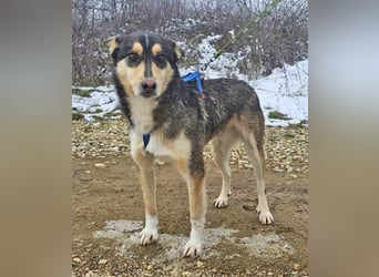 Schäferhund-Mix Rex 49cm geb. 09/2021 sucht eine liebe Familie