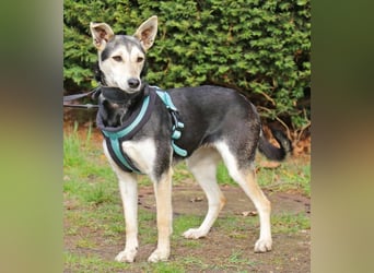 Chimera ist eine Famienhündin, wartet in Lauenau bei Hannvoer