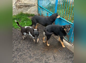 gutmütiger Herzenshund, ca. 4 J., 45cm, 22kg, männlich, kastriert