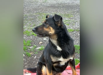 gutmütiger Herzenshund, ca. 4 J., 45cm, 22kg, männlich, kastriert