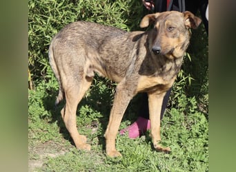 Typisch schüchtern ♦️HANK♦️ in der Cantinho da Milu ⏳ 10/24