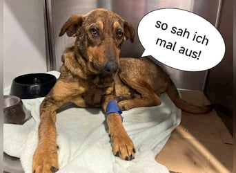 Typisch schüchtern ♦️HANK♦️ in der Cantinho da Milu ⏳ 10/24