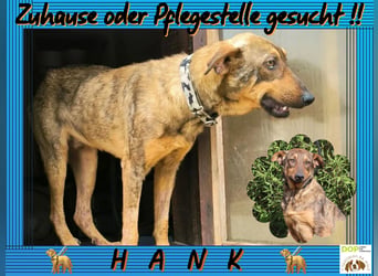♦️Für - HANK - wird ein Zuhause oder eine Pflegestelle gesucht ♦️