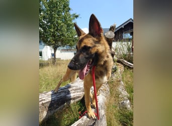 Xena - sucht IHREN Mensch