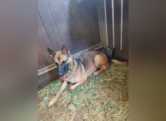 Xena - sucht IHREN Mensch