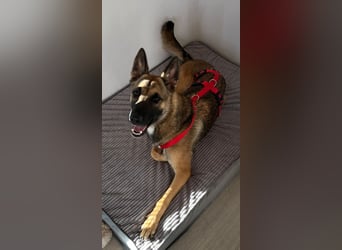 Xena - sucht IHREN Mensch