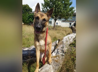 Xena - sucht IHREN Mensch