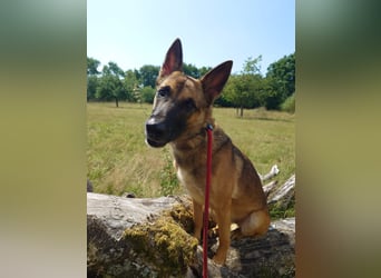 Xena - sucht IHREN Mensch