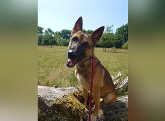 Xena - sucht IHREN Mensch