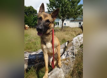 Xena - sucht IHREN Mensch