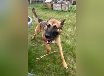 Xena - sucht IHREN Mensch