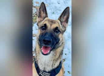 Xena - sucht IHREN Mensch