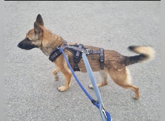 Xena - sucht IHREN Mensch