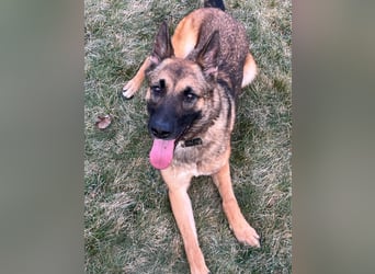 Xena - sucht IHREN Mensch