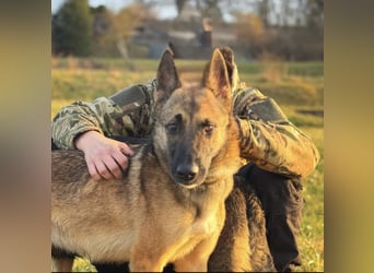 Xena - sucht IHREN Mensch