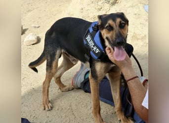 Scooby-Doo - sehr zutraulich, lernwillig und freundlich