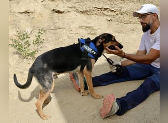 Scooby-Doo - sehr zutraulich, lernwillig und freundlich