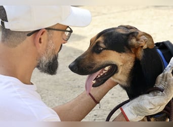 Scooby-Doo - sehr zutraulich, lernwillig und freundlich