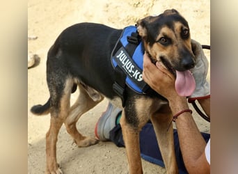 Scooby-Doo - sehr zutraulich, lernwillig und freundlich