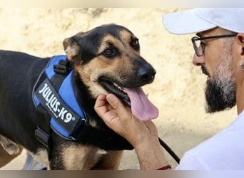 Scooby-Doo - sehr zutraulich, lernwillig und freundlich