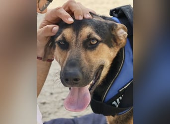 Scooby-Doo - sehr zutraulich, lernwillig und freundlich