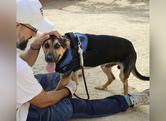 Scooby-Doo - sehr zutraulich, lernwillig und freundlich