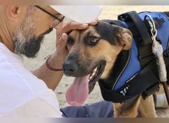 Scooby-Doo - sehr zutraulich, lernwillig und freundlich