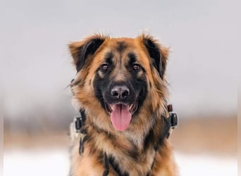 Besonderer Enger sucht passendes Zuhause