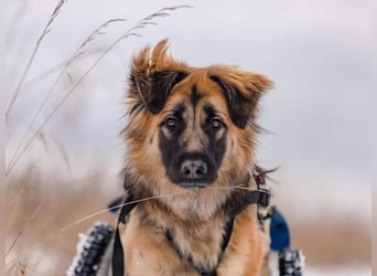 Besonderer Enger sucht sein perfektes Zuhause