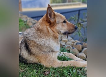 MAMANA, Schäferhund Mix, geb. 09/2022