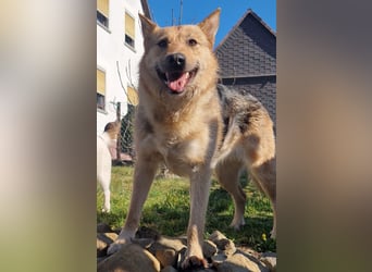 MAMANA, Schäferhund Mix, geb. 09/2022