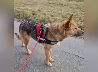 MAMANA, Schäferhund Mix, geb. 09/2022