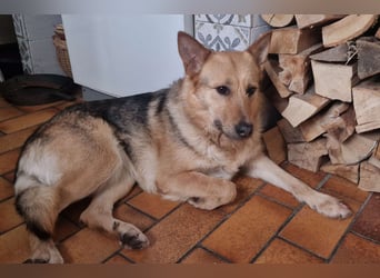 MAMANA, Schäferhund Mix, geb. 09/2022