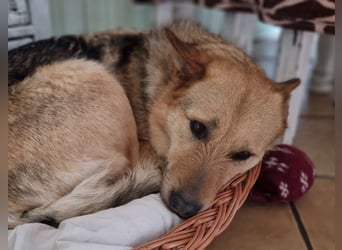 MAMANA, Schäferhund Mix, geb. 09/2022