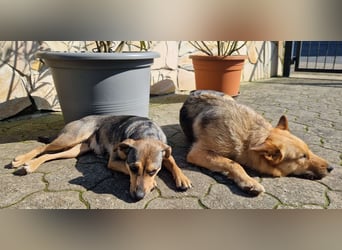 MAMANA, Schäferhund Mix, geb. 09/2022