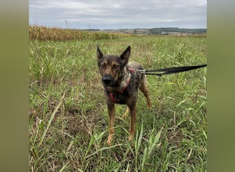 Malisa