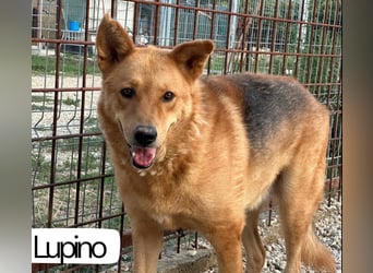 Lupino