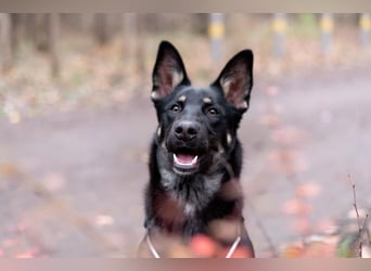 Schlaue SHURA sucht treue Menschen