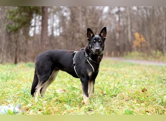 Schlaue SHURA sucht treue Menschen