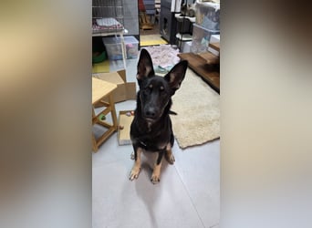 Schlaue SHURA sucht treue Menschen